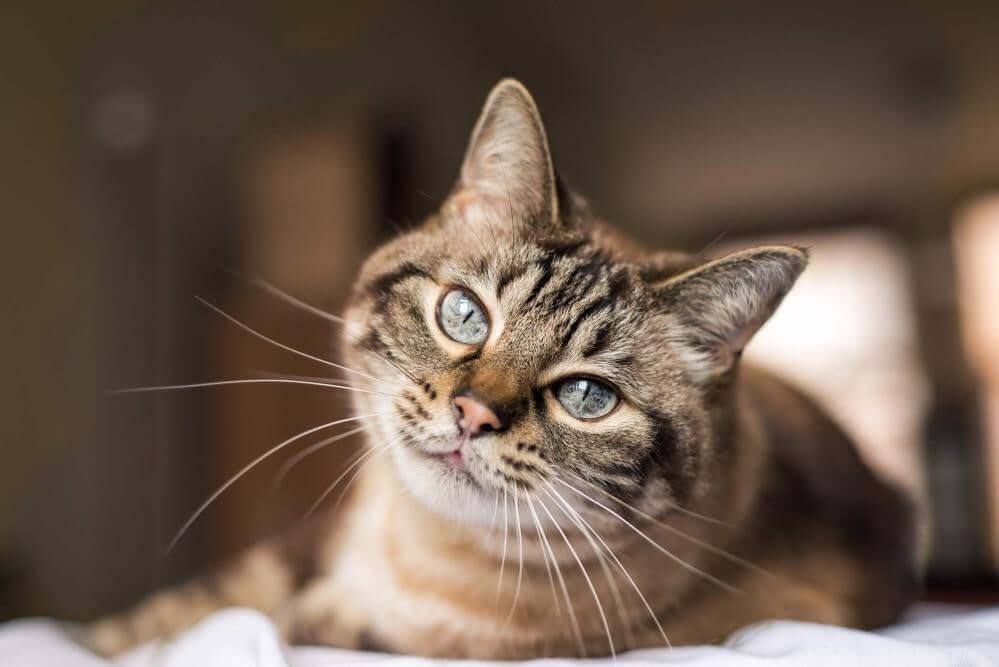 grey cat