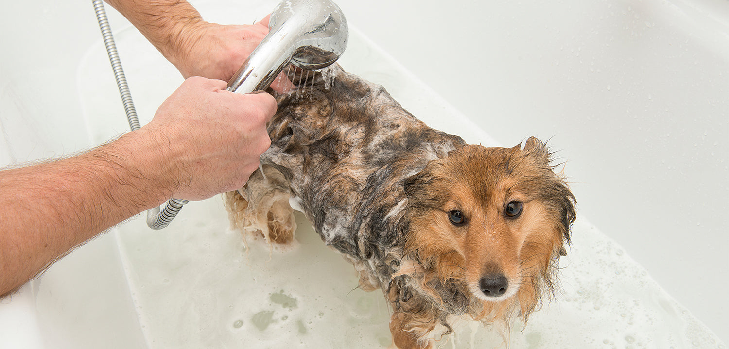How often should you wash your dog