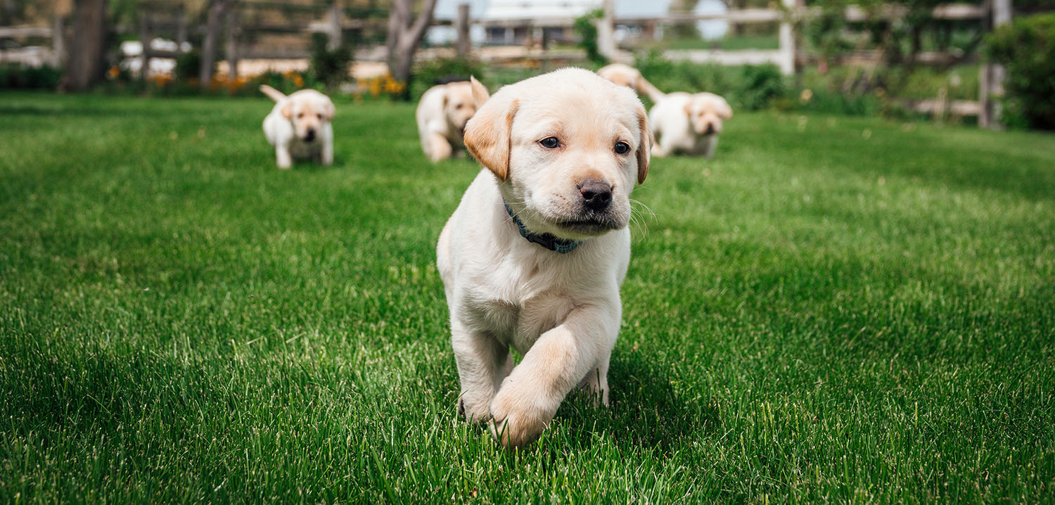 Baby puppies running in the garden