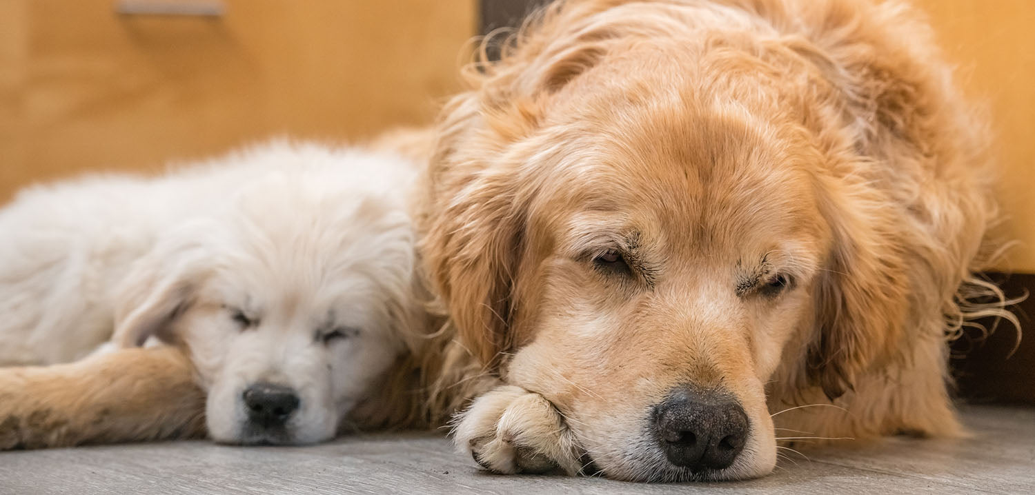 Older golden retriever and small puppy golden retriever sleeping together on floor of home kitchen.