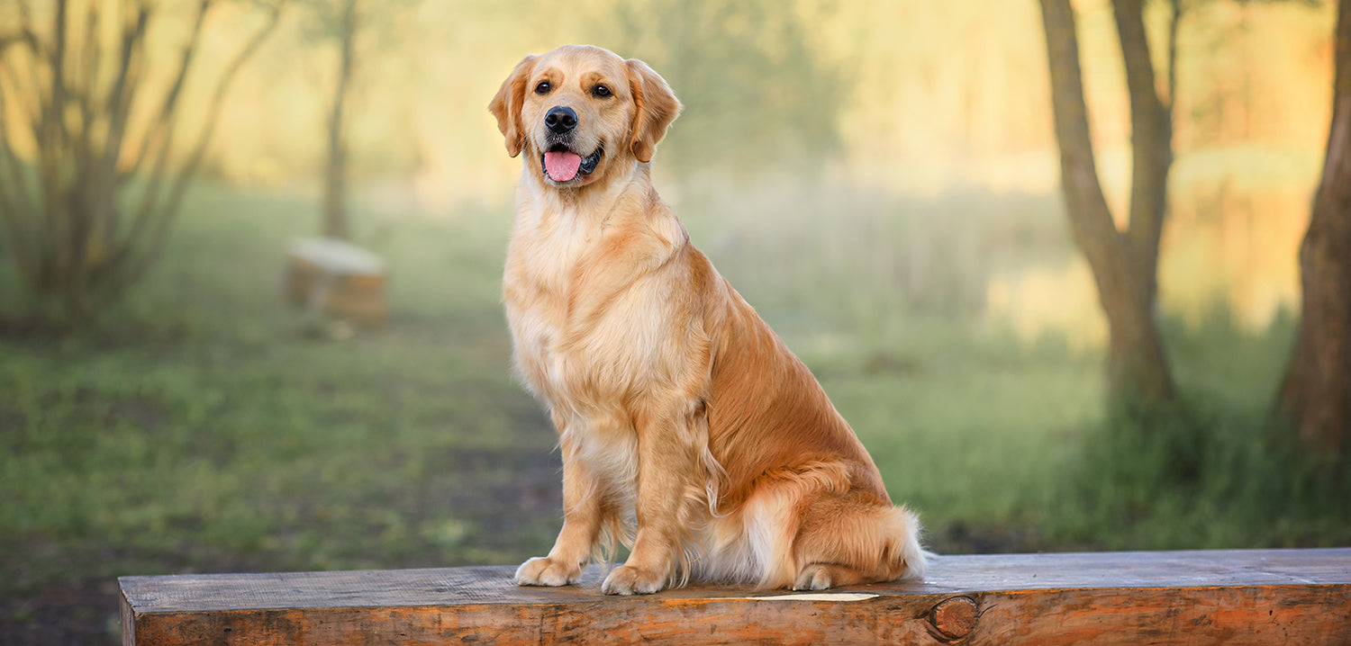 Best dog breeds for first-time owners