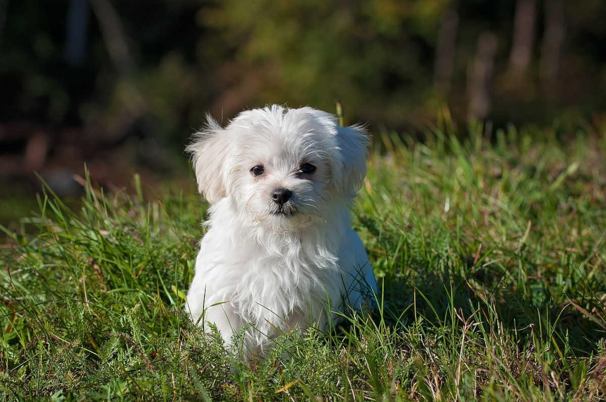 Puppy in grass