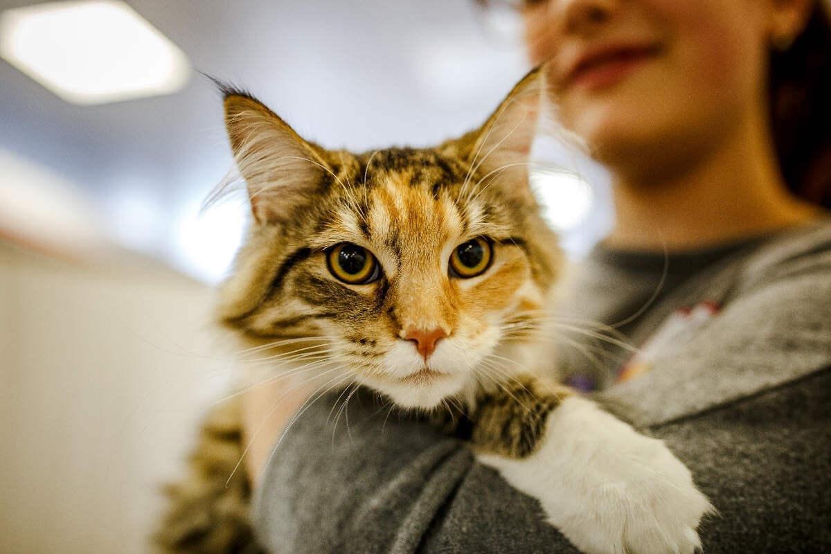 All you need to know about cat adoption - James Wellbeloved UK