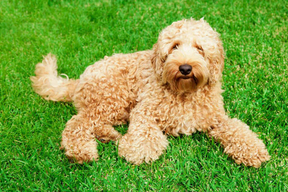 A mixed breed dog lying on grass