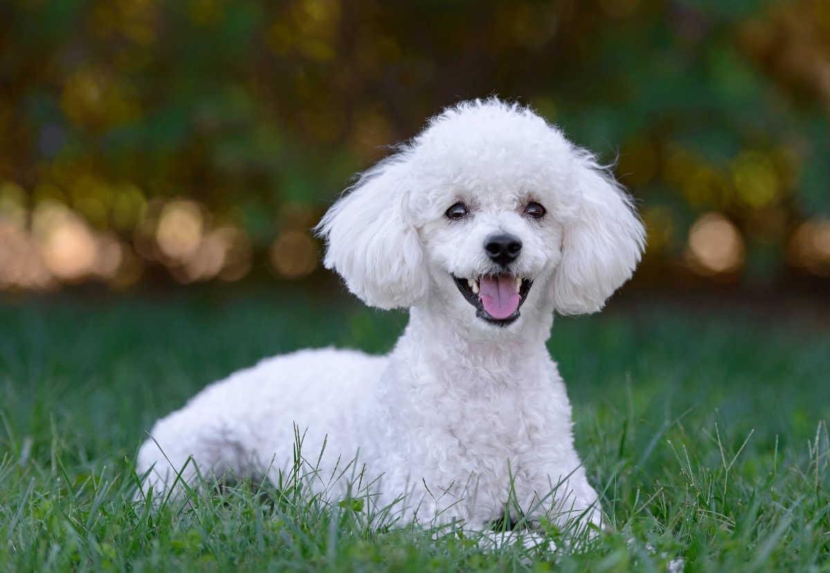Happy dog sitting on grass