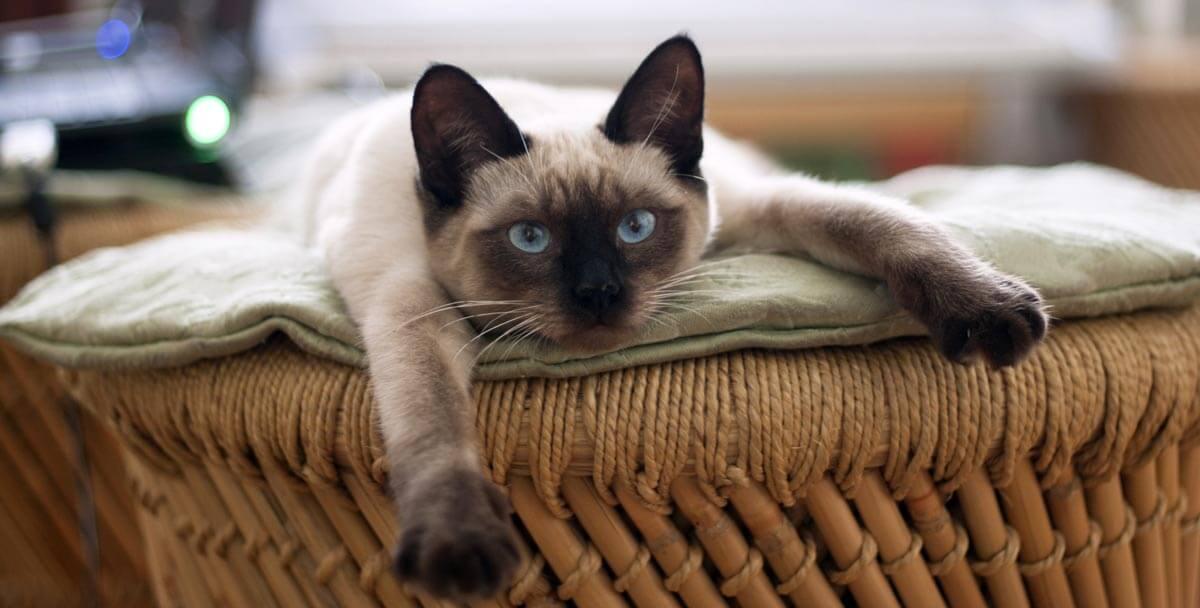 cat lying down