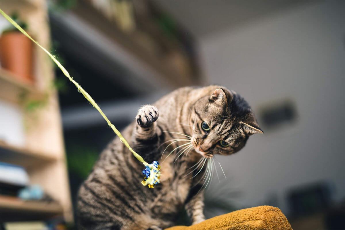 Car playing with a toy indoors