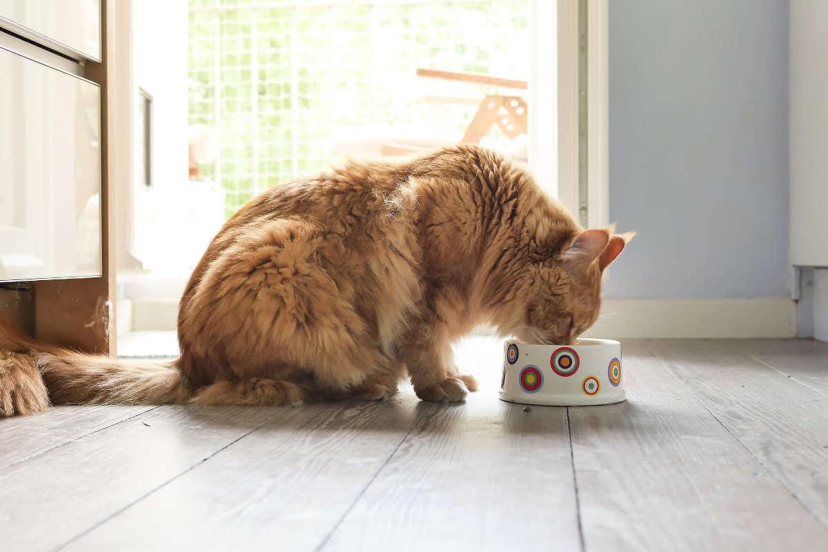 Cats drinking from a bowl