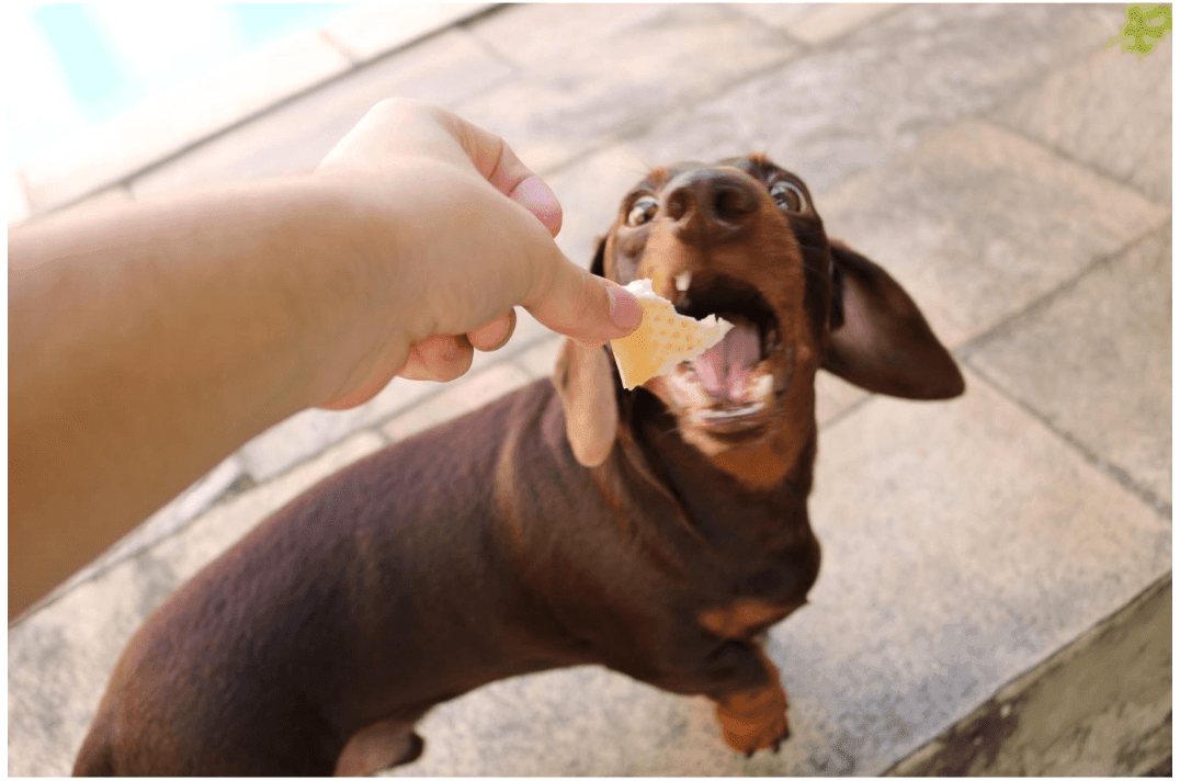Can Dogs Eat Bread? - James Wellbeloved UK