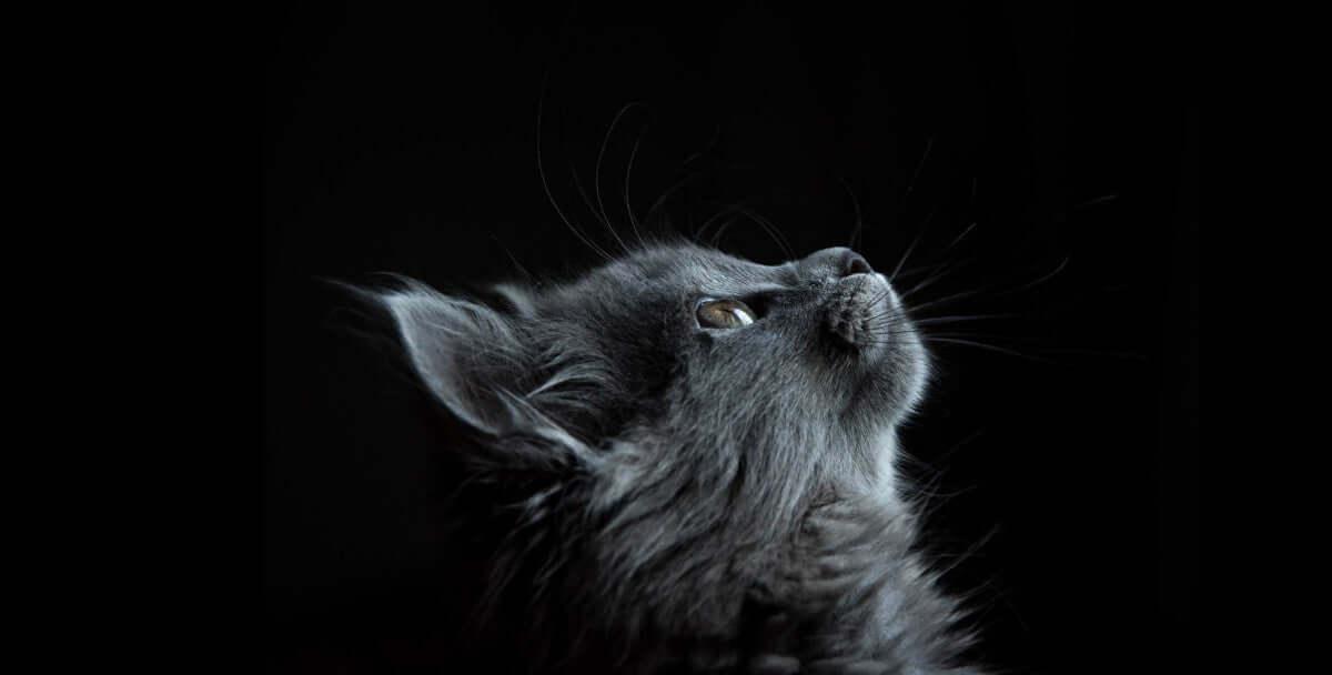 A black cat looking to the right and up