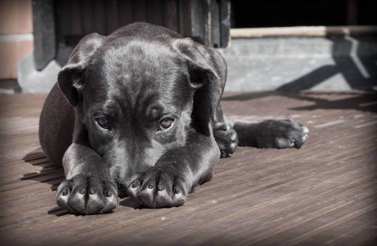 A black dog lying on the floor and looking shy