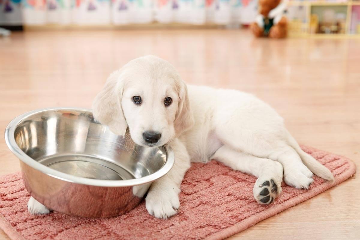 puppy next to food bowl