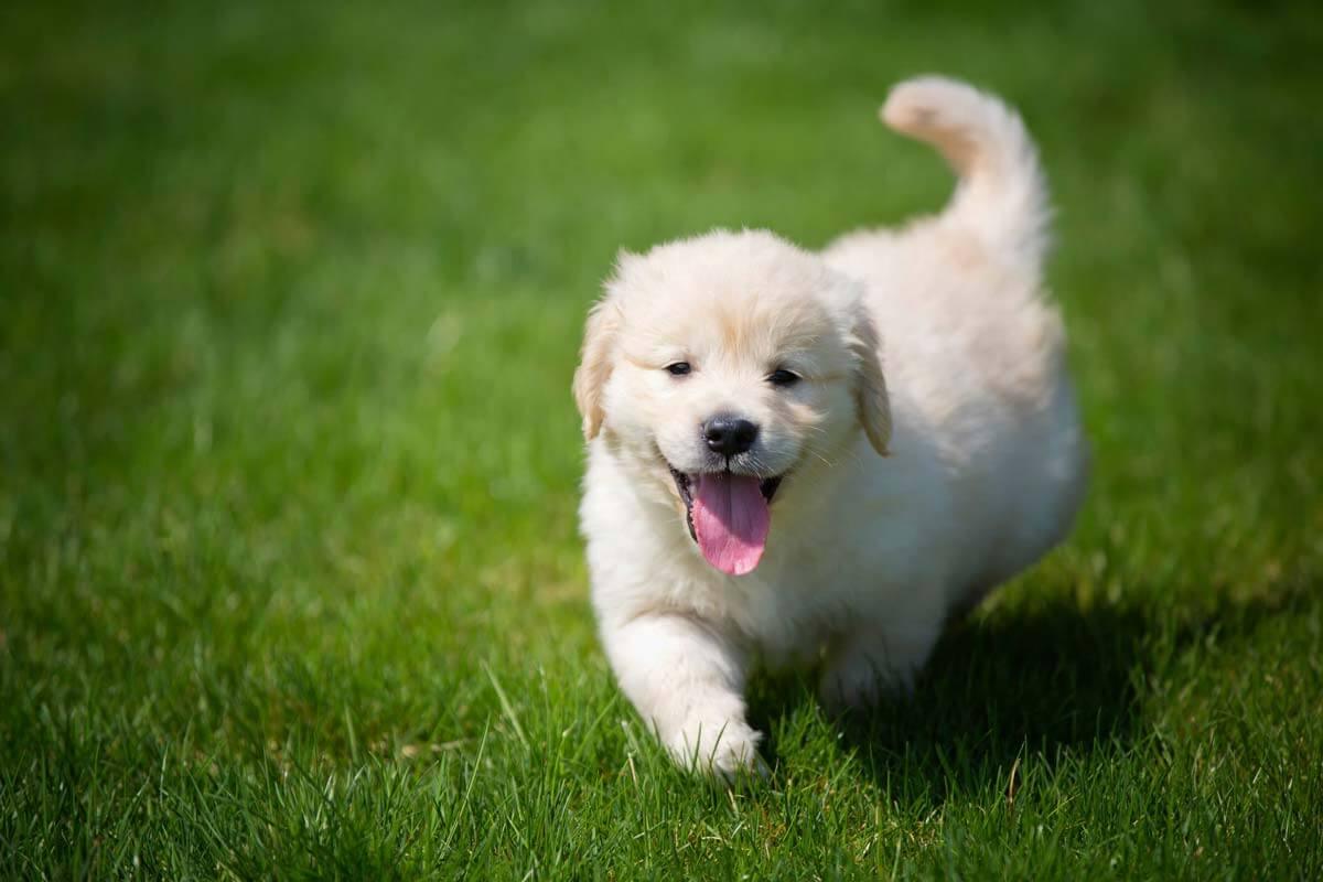 white dog on lawn