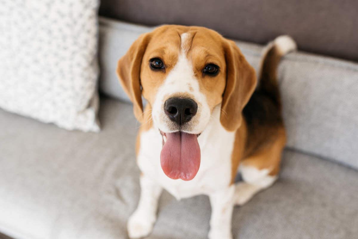 Happy dog looking at you