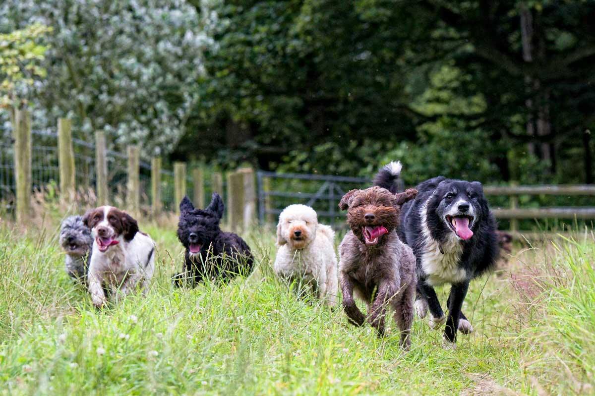 dogs running