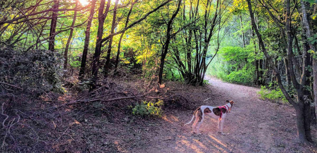Dog looking away on a forest path