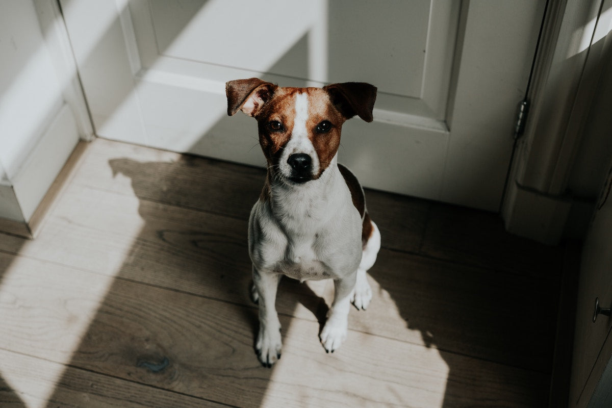 white and brown dog sitting by the door