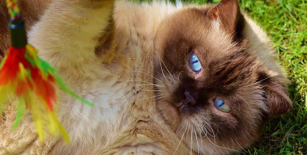 close up of cat