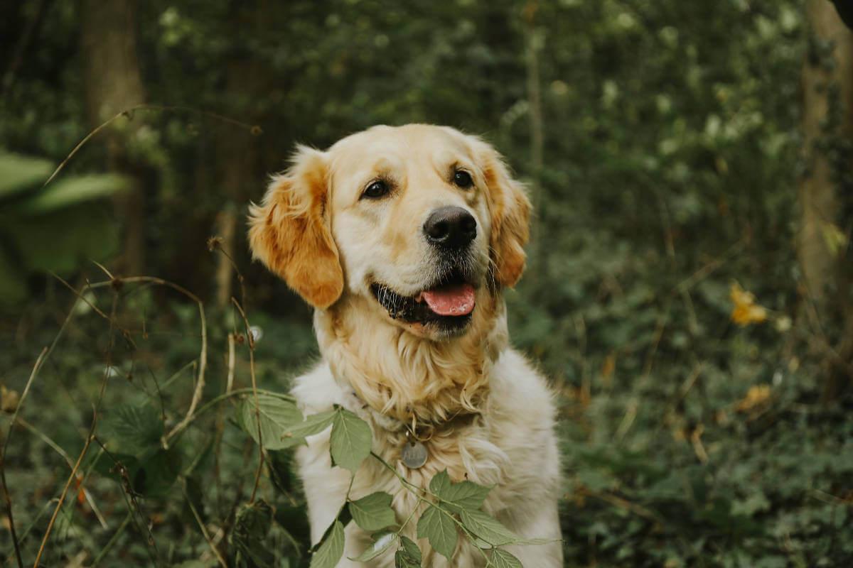Happy dog surrounded by plants