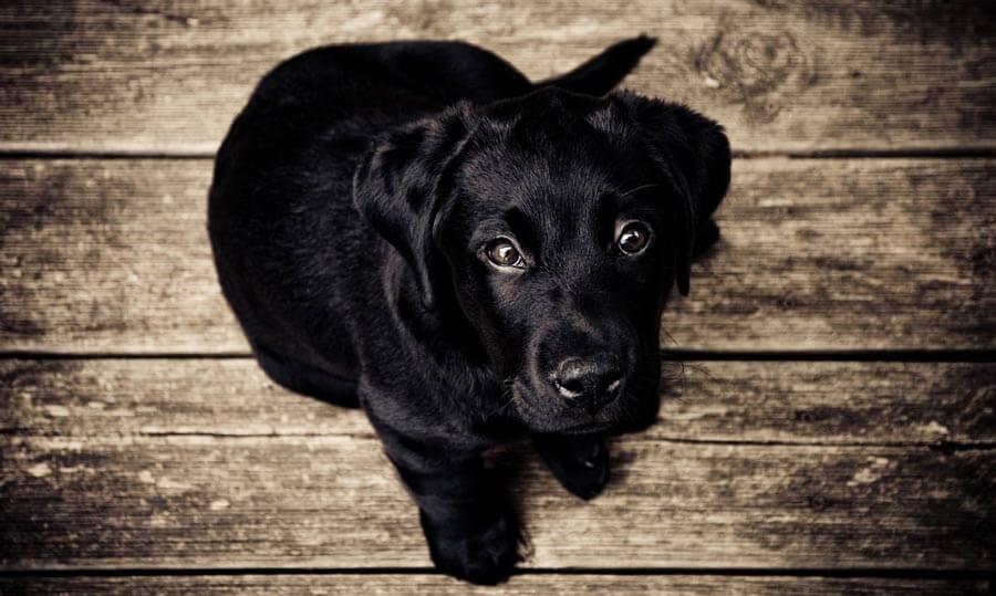 black dog looking up