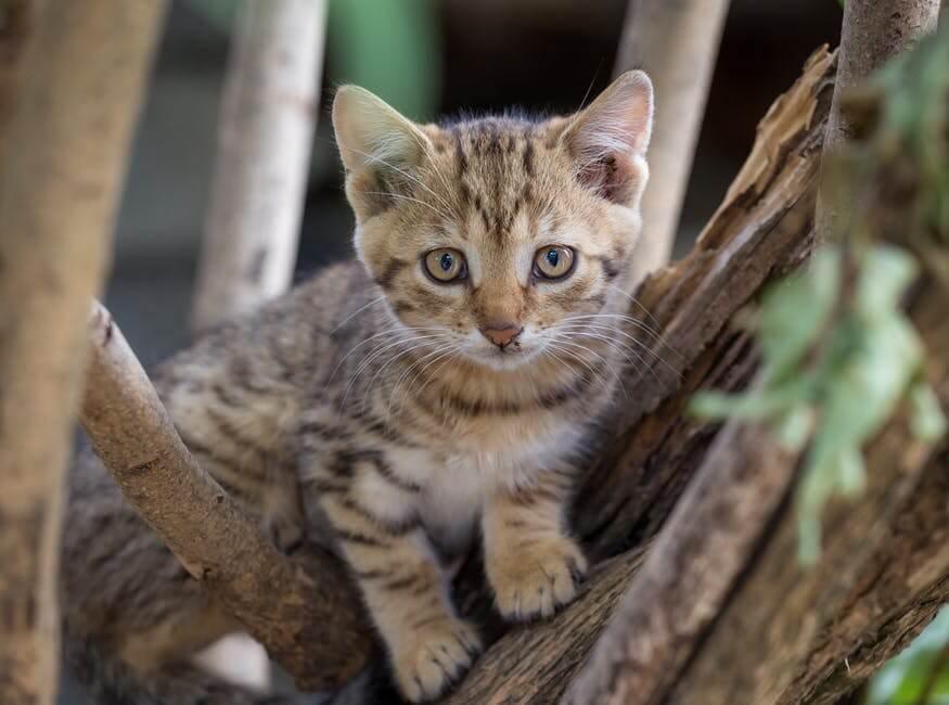kitten in tree