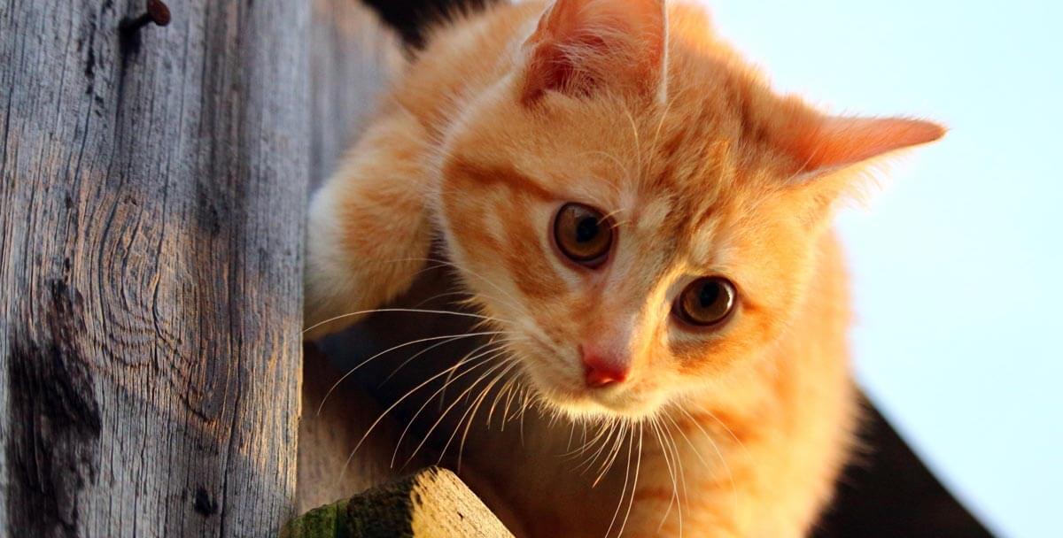 cat on a fence