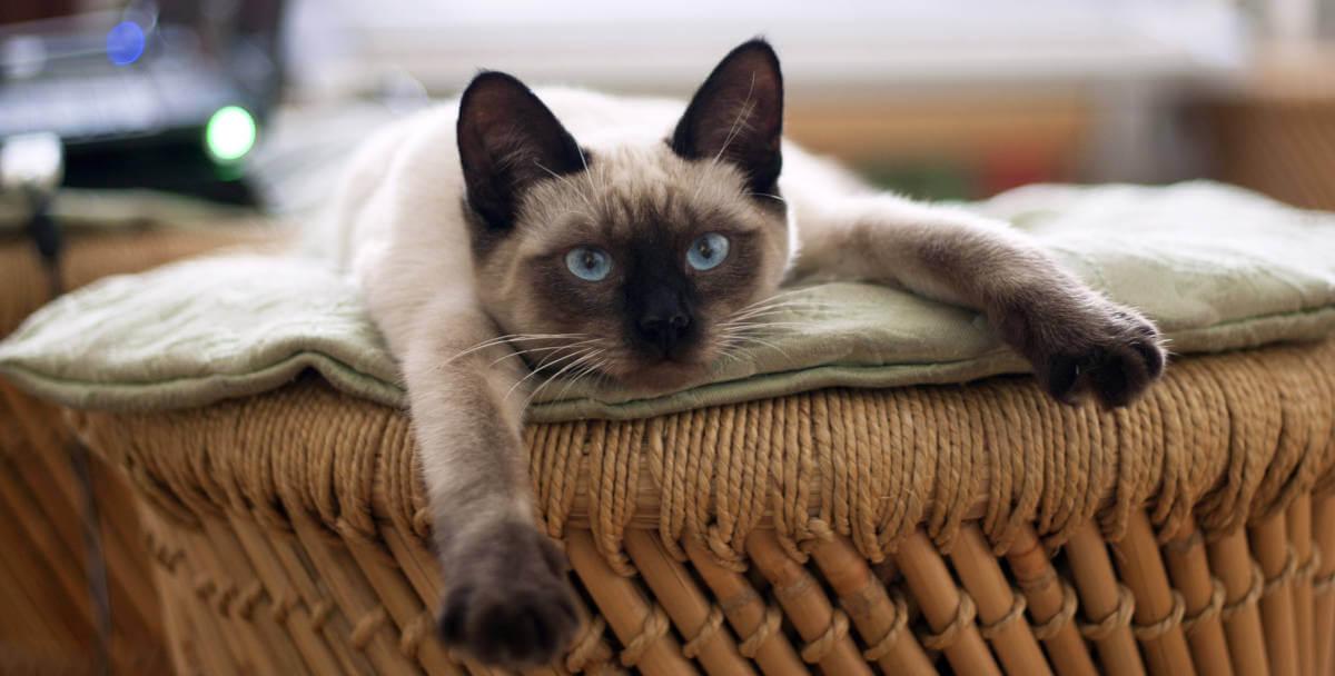 A white and black cat lying on a wicker chair