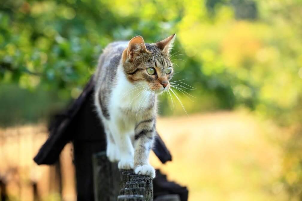 cat on a fence