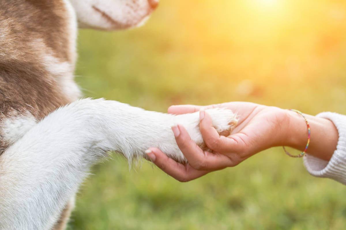 A dog resting it's paw in a human hand