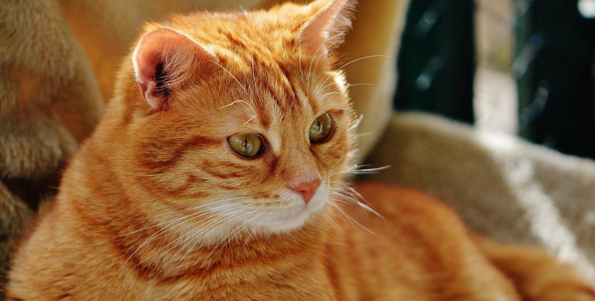 ginger cat