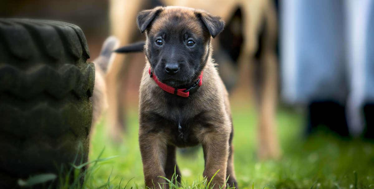 Puppy next to some tire obstacles