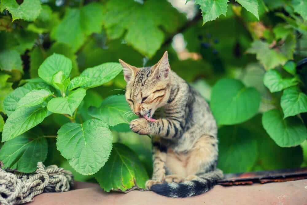 Cat grooming itself