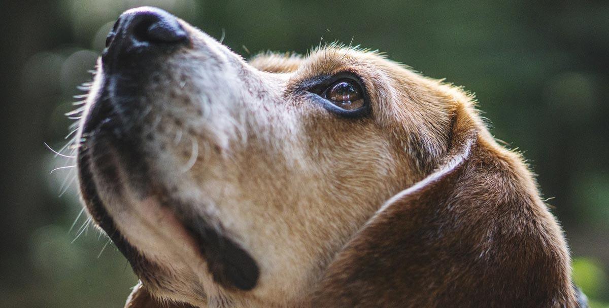 dog looking up