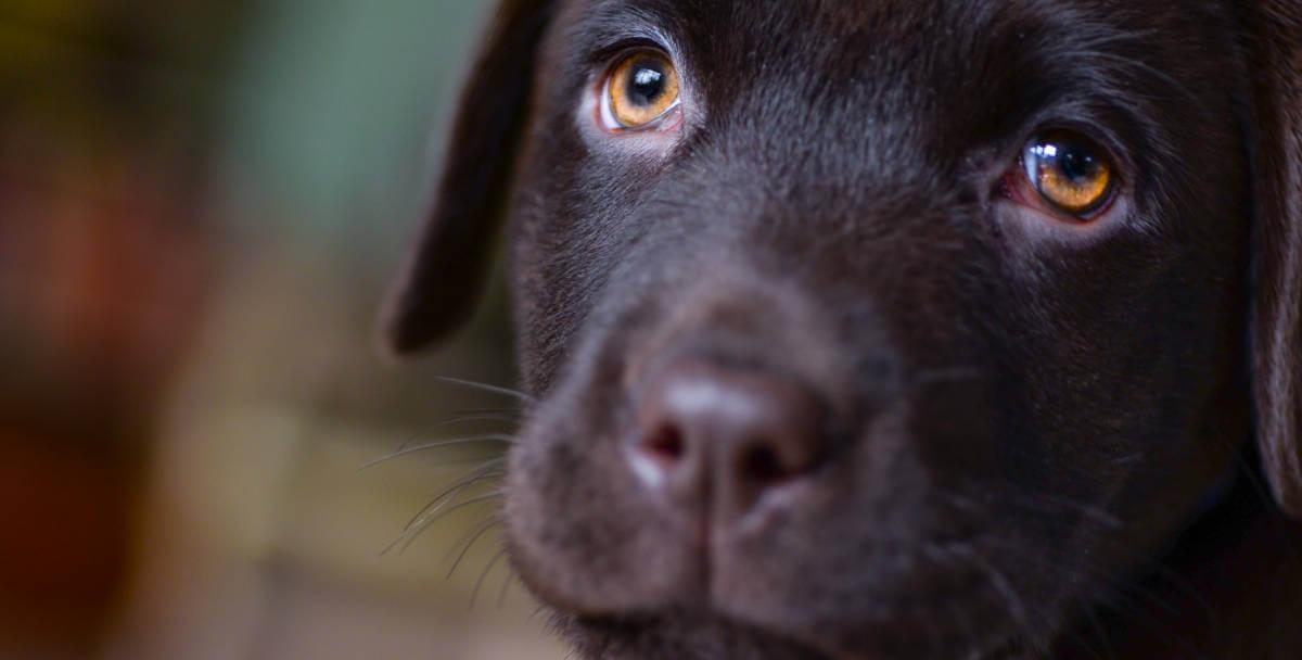 Close up of a puppy's head