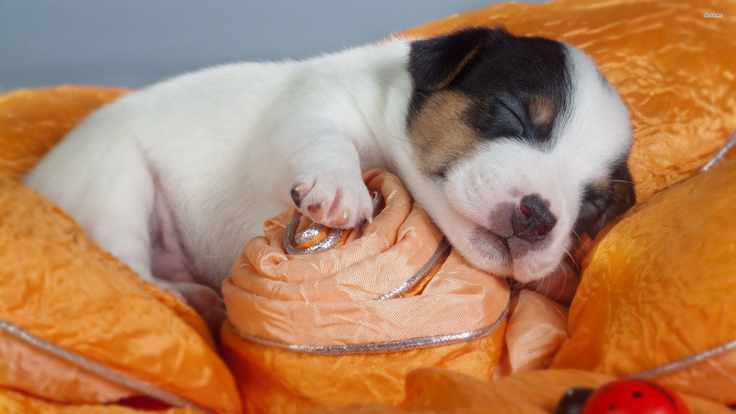 How Much Do Puppies Sleep? All You Need to Know