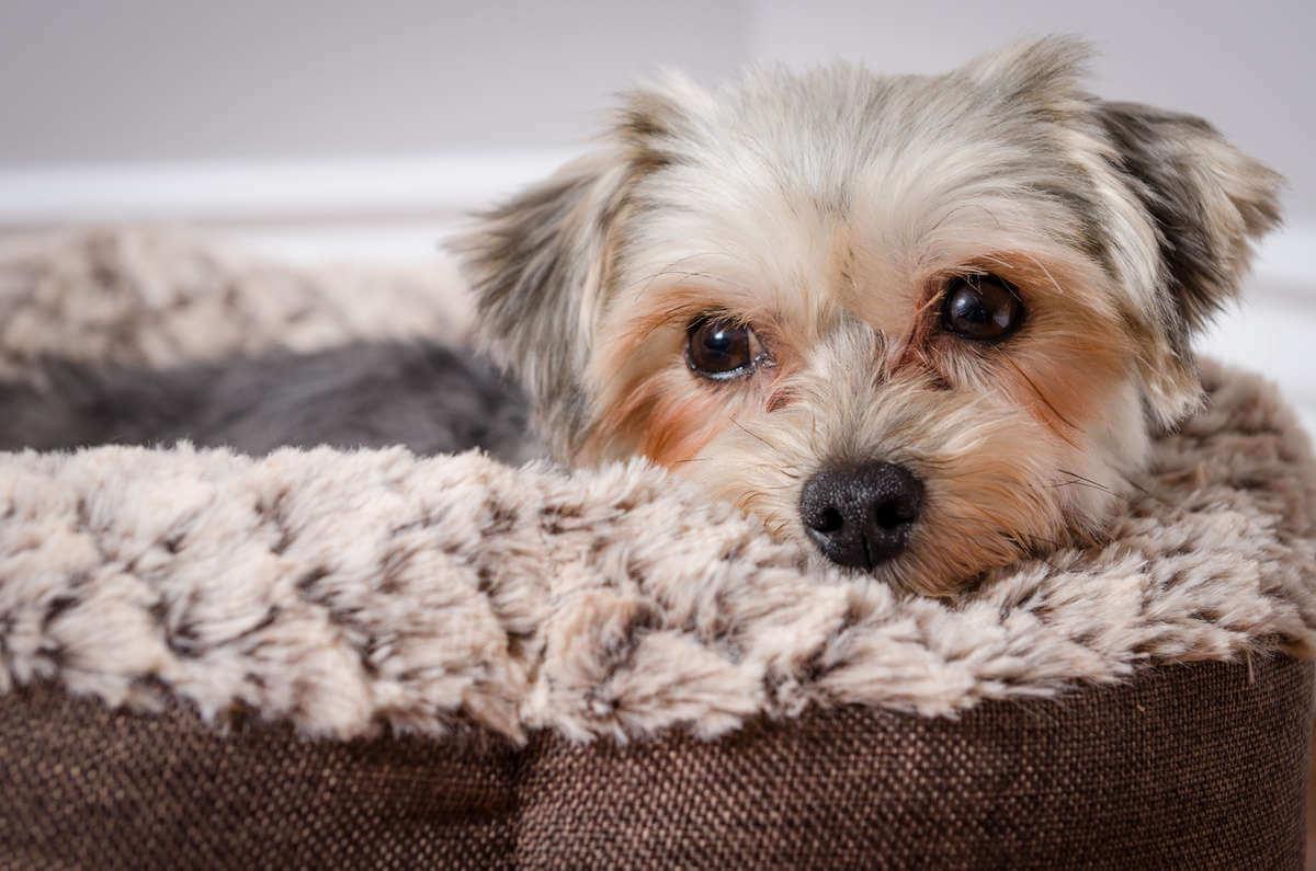 A small dog in a basket