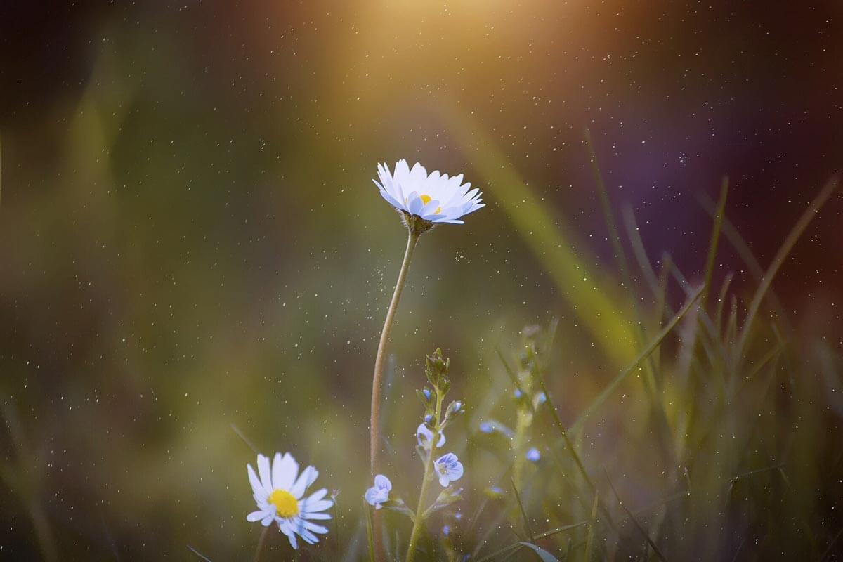 daisy in glow