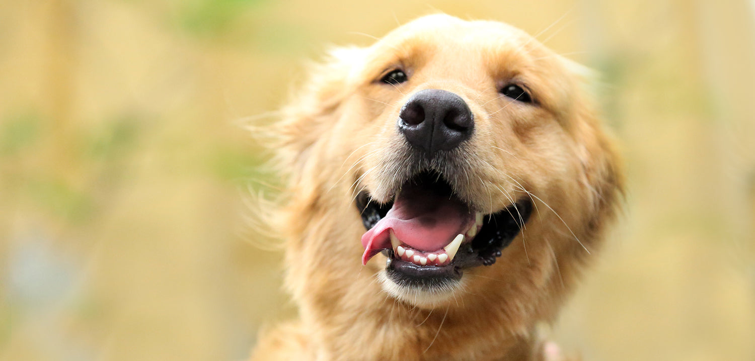 Happy dog with his tongue out in the park