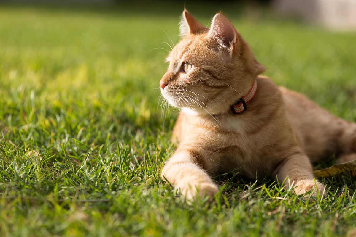 Cat lying outdoors looking to the left