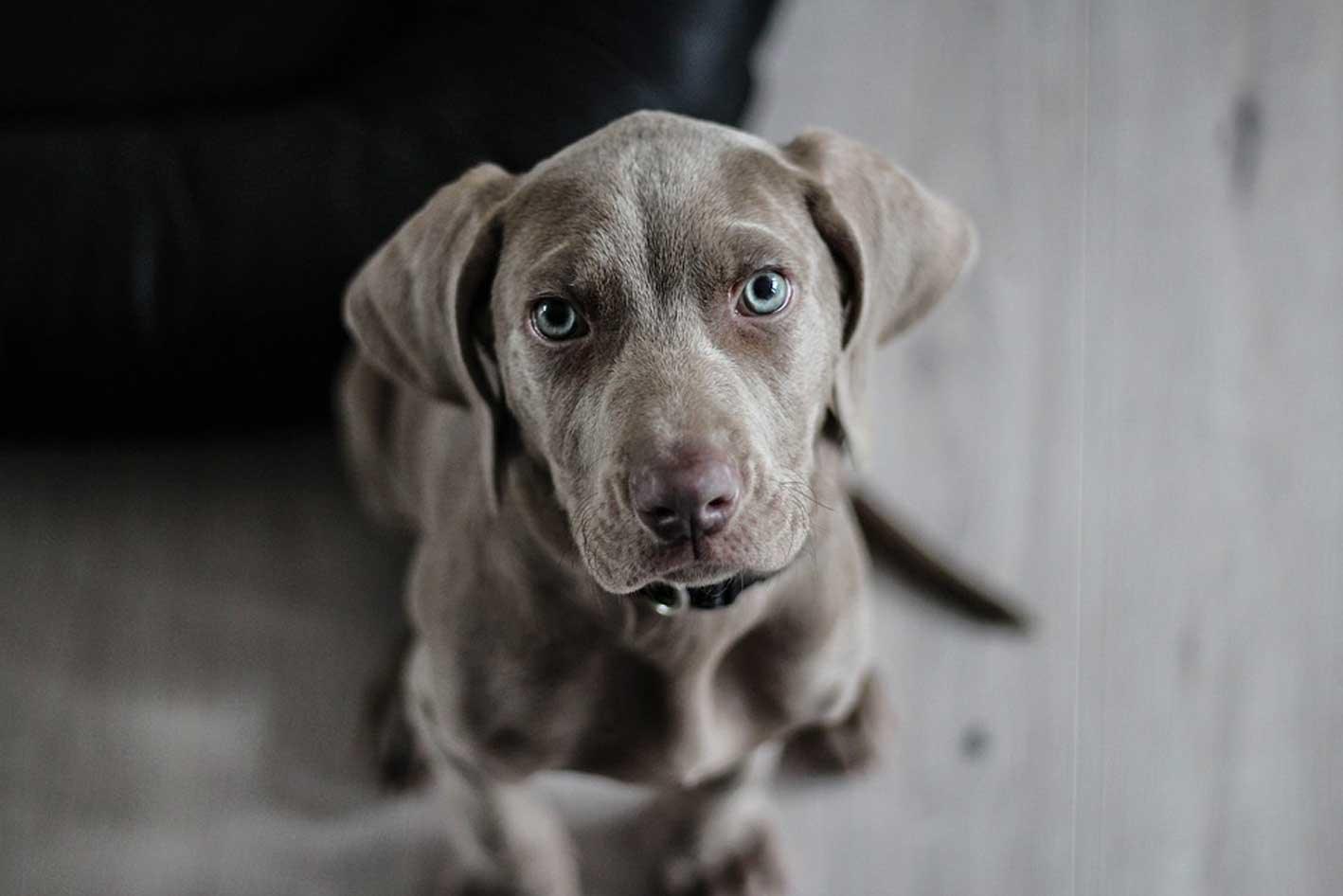 puppy sitting