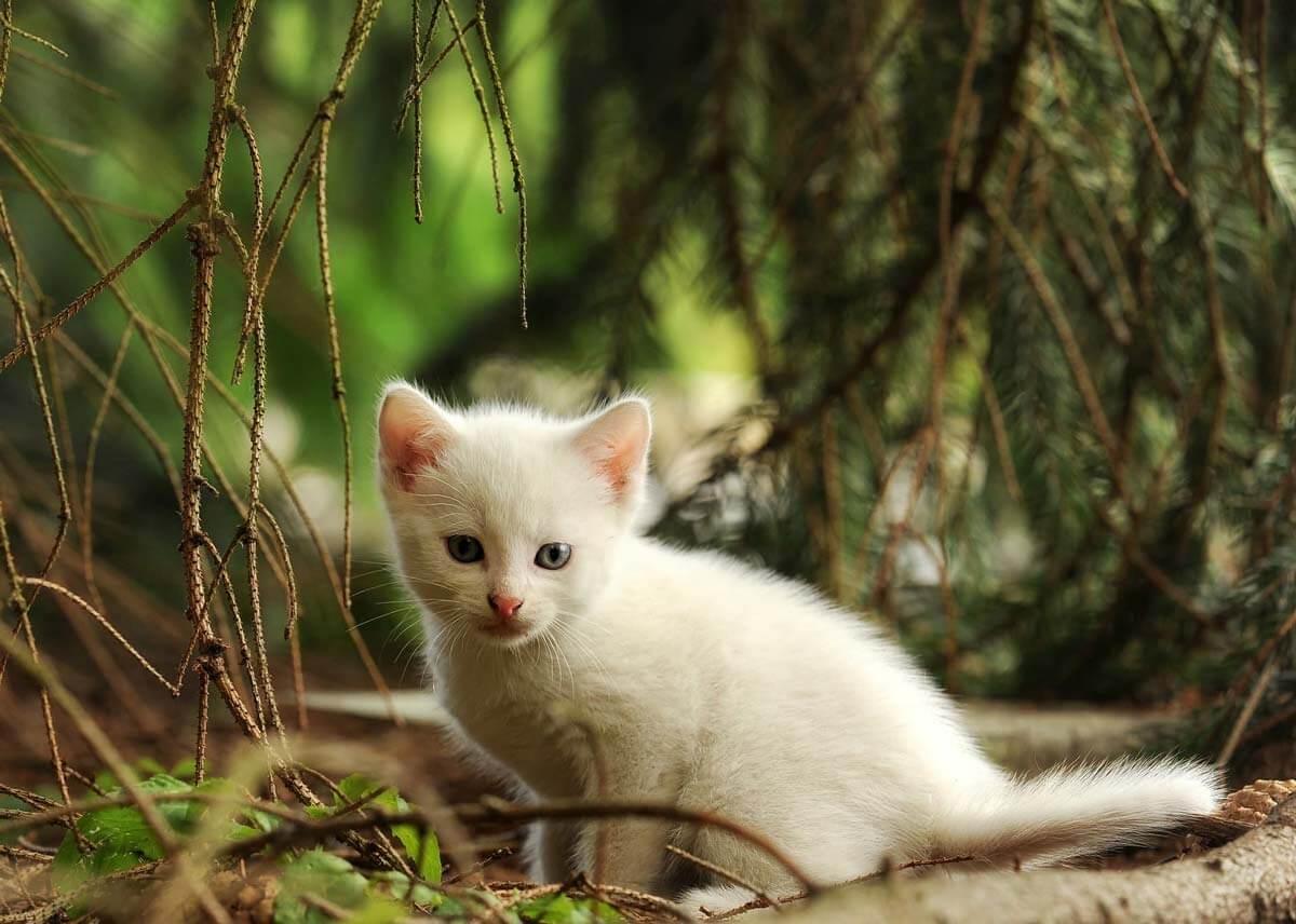 white kitten