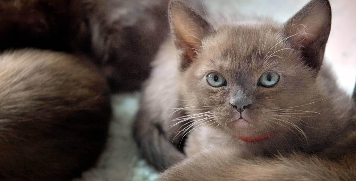 A kitten looking forwards surrounded by sleeping kittens