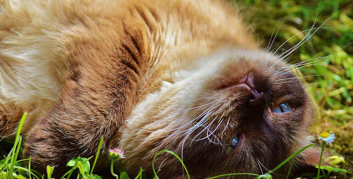 A cat rolling around in grass