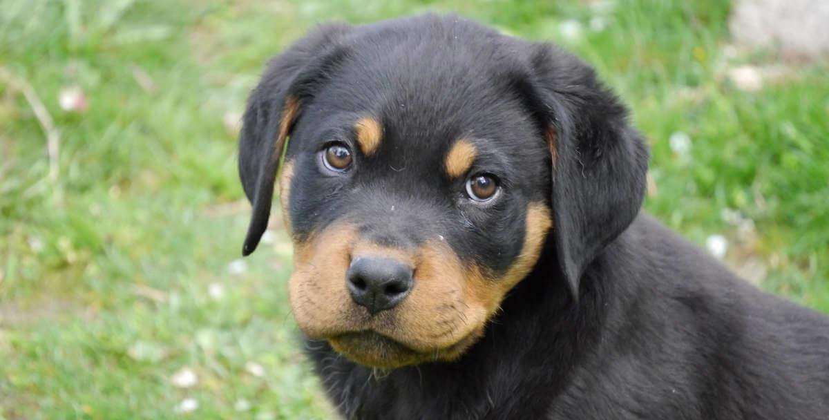 Puppy looking at you outdoors