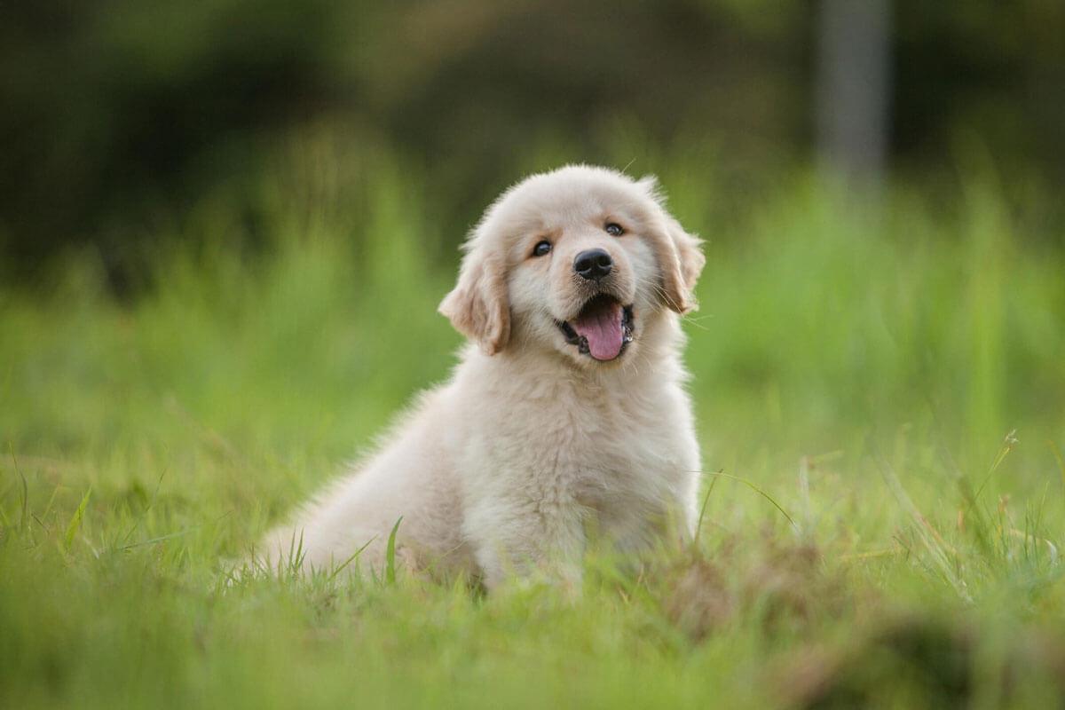dog sitting on grass