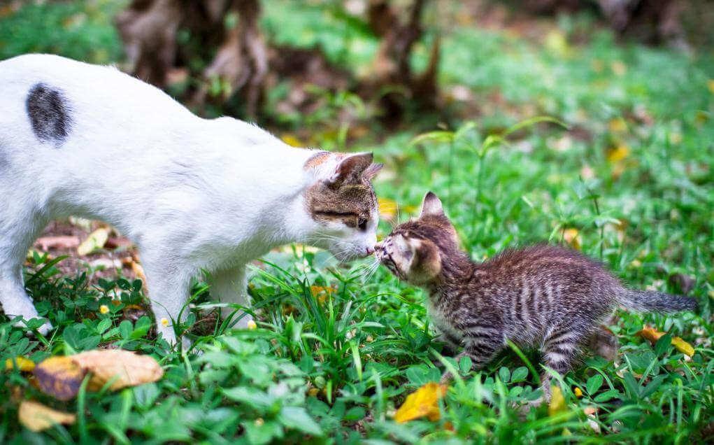 Adult cat scenting kitten outdoors