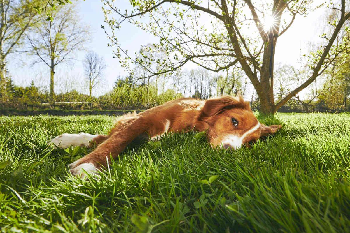Dog lying in grass