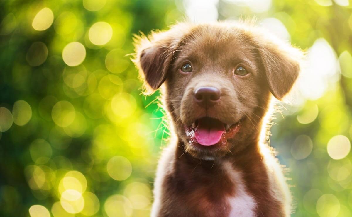 puppy with green background