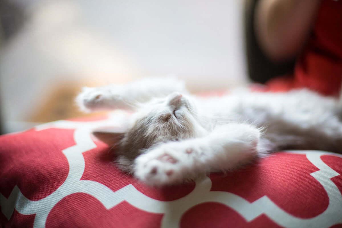 kitten laying on back