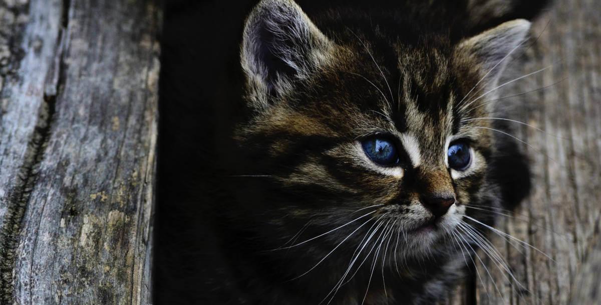 Close Up of a kitten peaking through a gap in a wooden fence